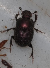 Onthophagus orpheus