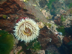 Urticina piscivora