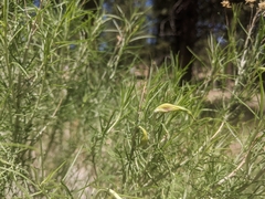 Gnorimoschema octomaculella