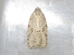 Acleris placidana