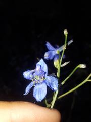 Delphinium elatum