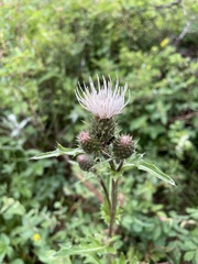 Cirsium centaureae