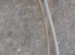 Bidecoloratilla iberica