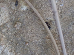 Bidecoloratilla iberica