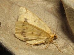 Macaria ribearia