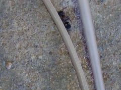 Bidecoloratilla iberica