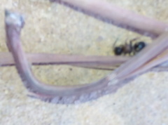 Bidecoloratilla iberica