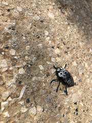 Capnodis cariosa