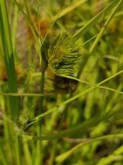 Carex bohemica
