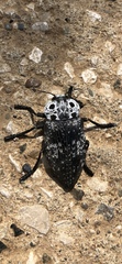 Capnodis cariosa