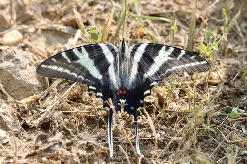 Zebra swallowtail