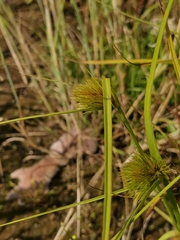Carex bohemica