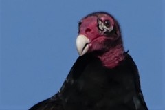 Cathartes aura