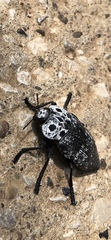 Capnodis cariosa