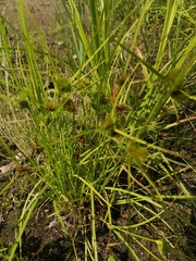 Carex bohemica