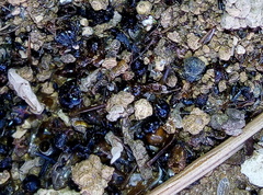 Messor barbarus