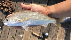 Genyonemus lineatus