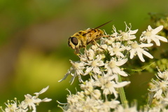 Myathropa