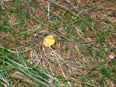 Cantharellus pallens