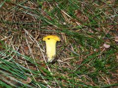 Cantharellus pallens