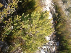 Aspalathus subtingens