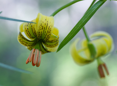 Lilium pyrenaicum