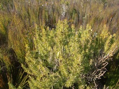 Aspalathus subtingens