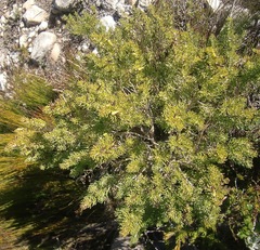 Aspalathus subtingens