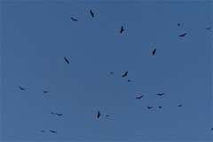 Cathartes aura