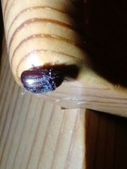 Chrysolina americana