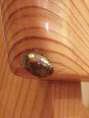 Chrysolina americana