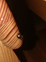 Chrysolina americana