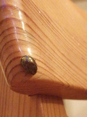 Chrysolina americana