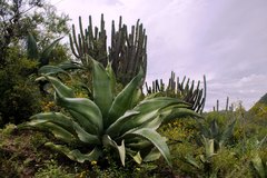 Agave marmorata
