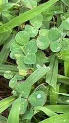 Trifolium repens