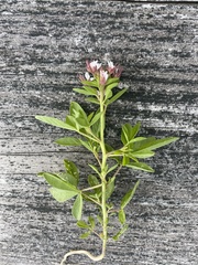 Polanisia dodecandra dodecandra