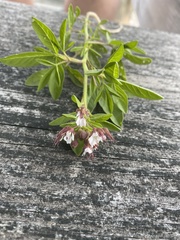 Polanisia dodecandra dodecandra