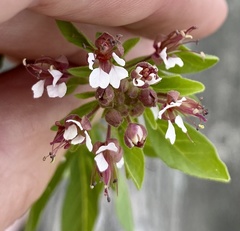 Polanisia dodecandra dodecandra