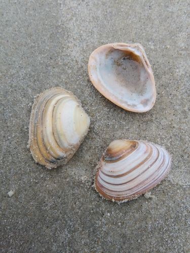Elliptical Trough Shell, photo 2 of 10