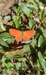 Mesene pyrippe sanguilenta