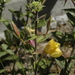 photo of Tall Evening Primrose (Oenothera elata)