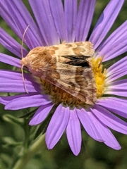 Lepidoptera