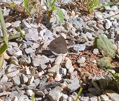 Ostrinotes sophocles