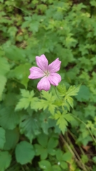 Geranium palustre