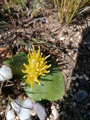 Massonia triflora