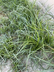 Poaceae