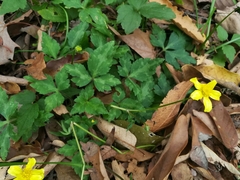 Ranunculus sierrae-orientalis