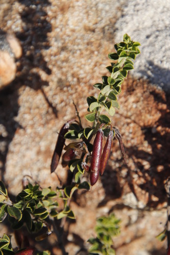 Image of Indigofera candolleana by (c) Tony Rebelo, some rights reserved (CC BY-SA)