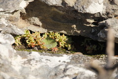 Drosanthemum stokoei
