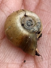 Planorbella campanulata